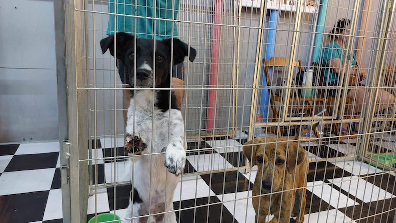 Praça Nova promove feira de adoção em parceria com ONG Clube Amigo dos Animais