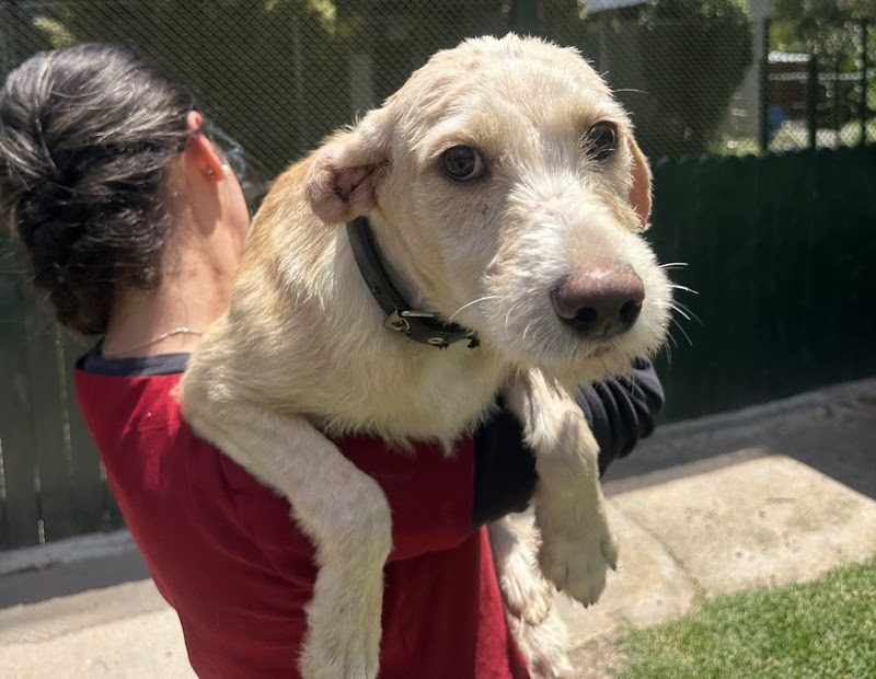 Presidente sanciona campanha Julho Dourado para promover saúde de animais domésticos e prevenir zoonoses