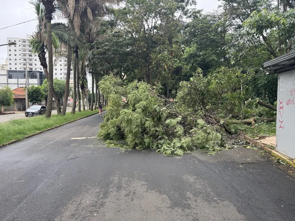 Queda de árvore no parque infantil - Araraquara
