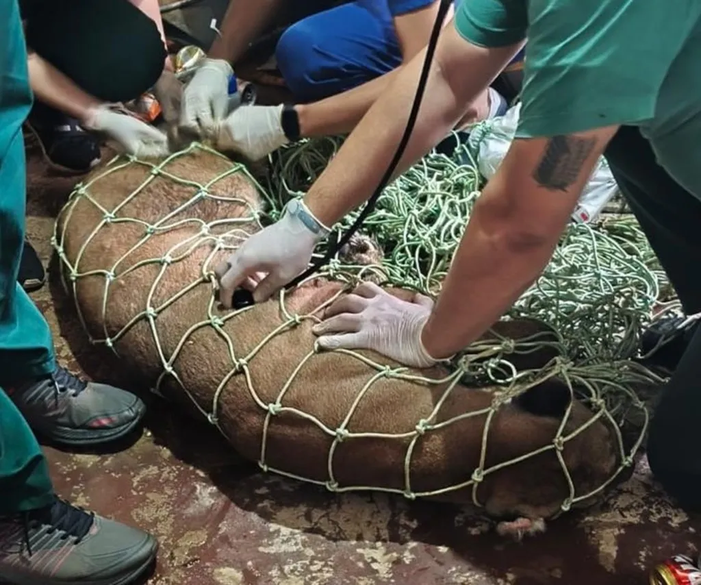 Onça sedada
