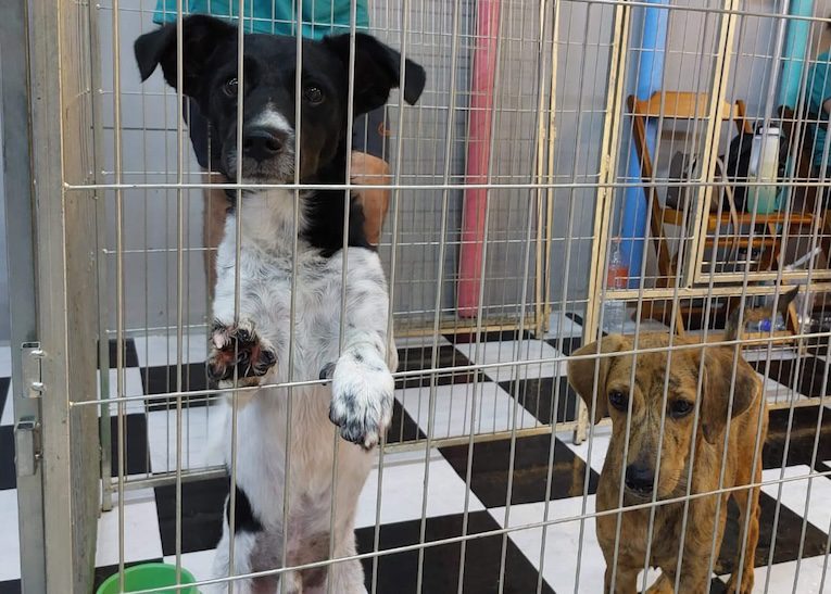 Praça Nova e Clube Amigo dos Animais promovem nova edição da feira de adoção