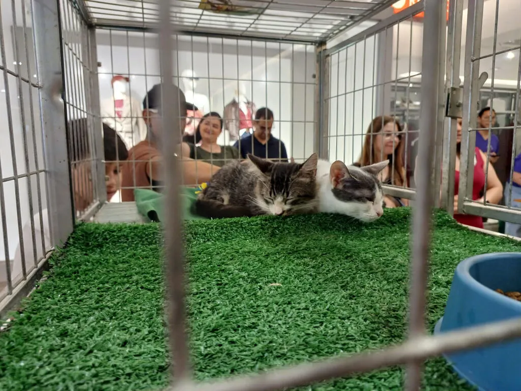 Gatos