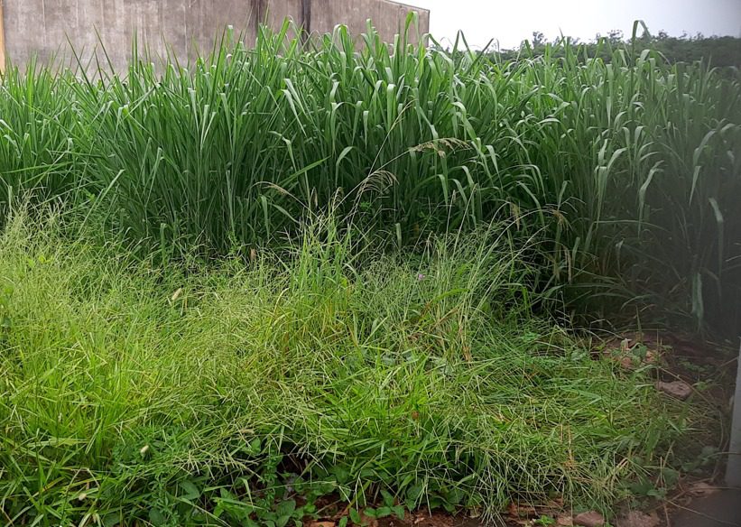 Araraquara notifica donos de imóveis e dá prazo para limpeza sob risco de multa pesada