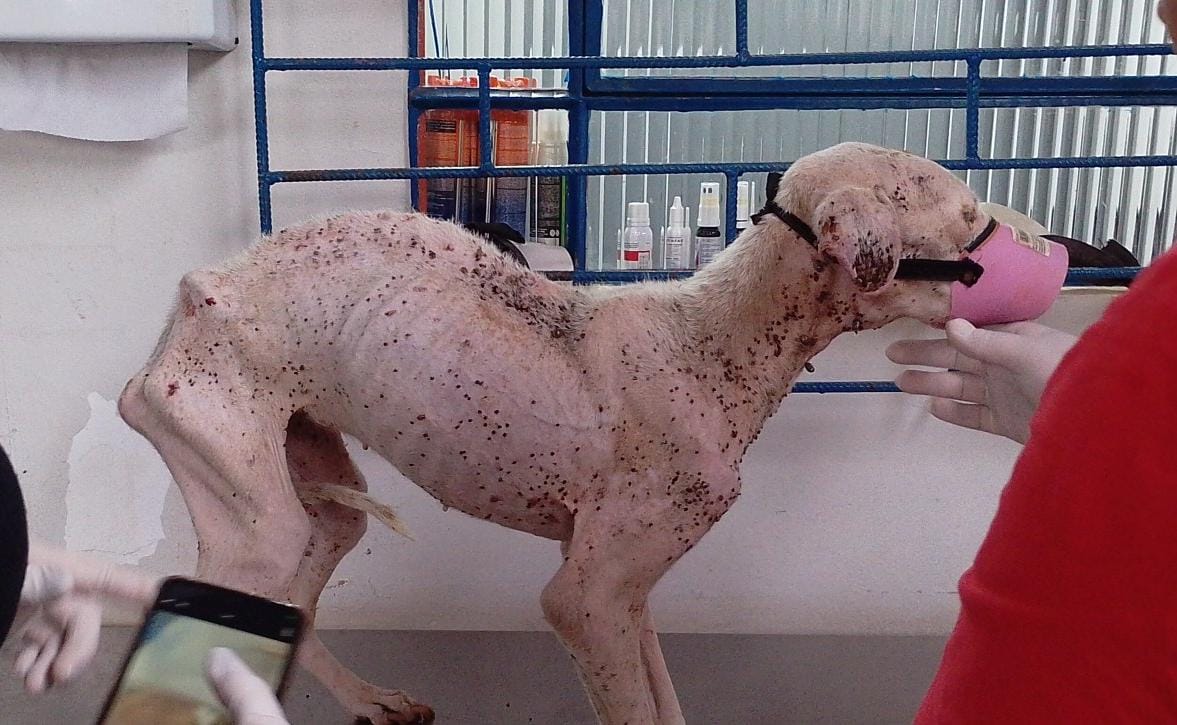 STF mantém decisão e reforça obrigação dos municípios de proteger animais abandonados