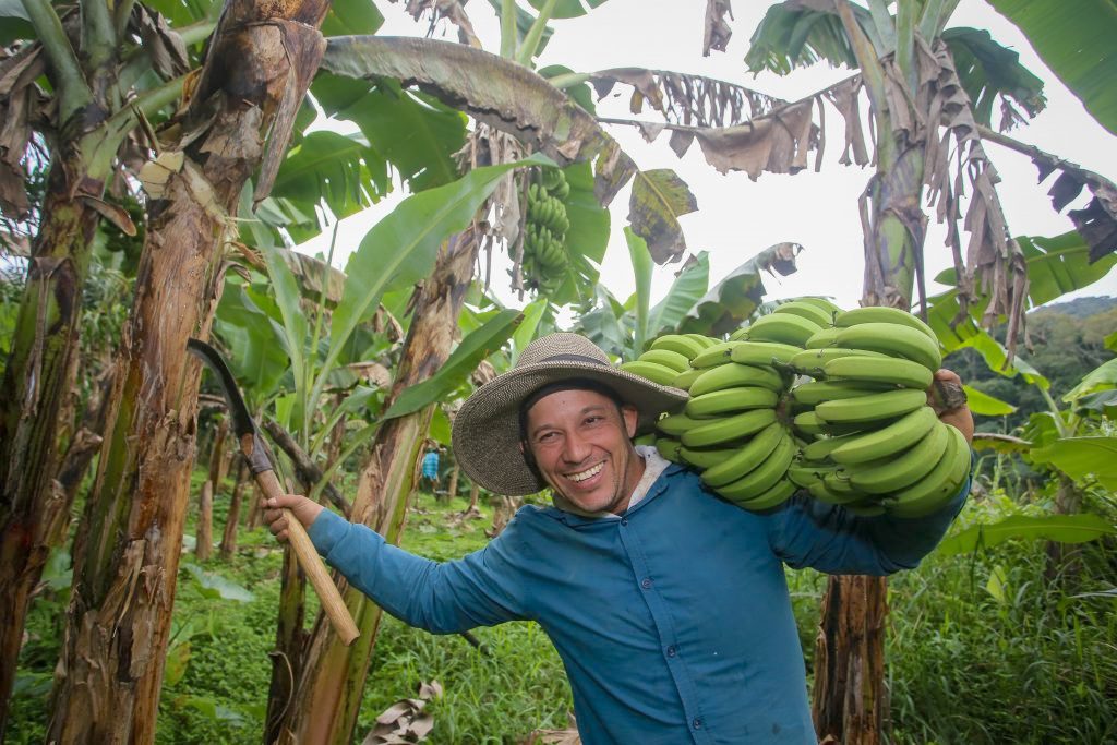 Com banana do Vale do Ribeira, agro de São Paulo soma dez Indicações Geográficas reconhecidas pelo INPI