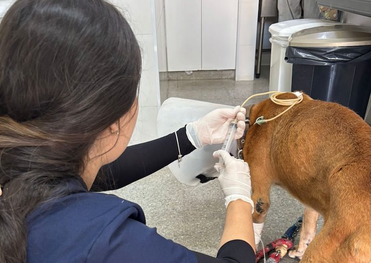 Clínica “Meu Pet” alcança recorde histórico e realiza mais de 1,8 mil atendimentos em julho